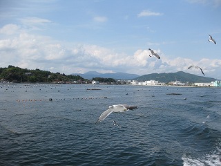 Finding Connections; Sea, Forest and Our Lives